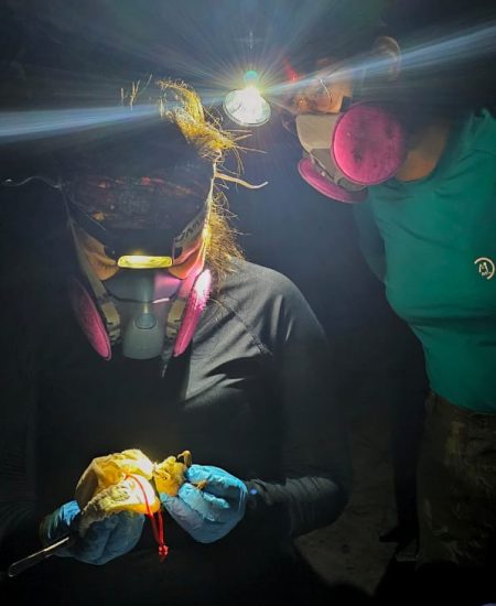 Coleta de mamíferos