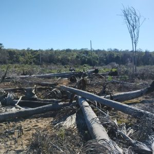 antropico_Vereda